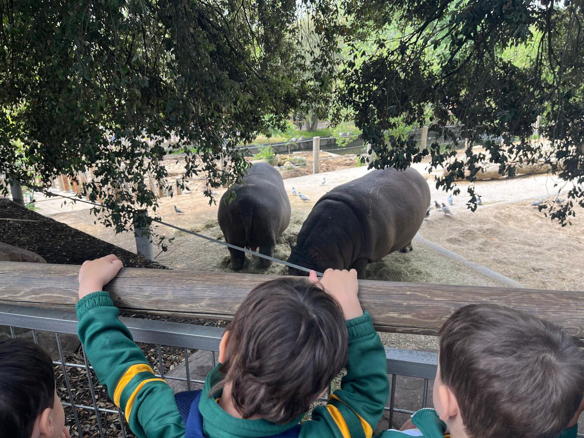 ColegioQuercus's tweet image. Los peques de 3 años visitan el Zoo de Madrid.

Muy de cerca, se han adentrado en la sabana africana como introducción a su nuevo proyecto basado en este ecosistema.

#ColegioQuercus #EducaciónInfantil #ZooMadrid #ABP #ColesMadrid #BoadillaDelMonte