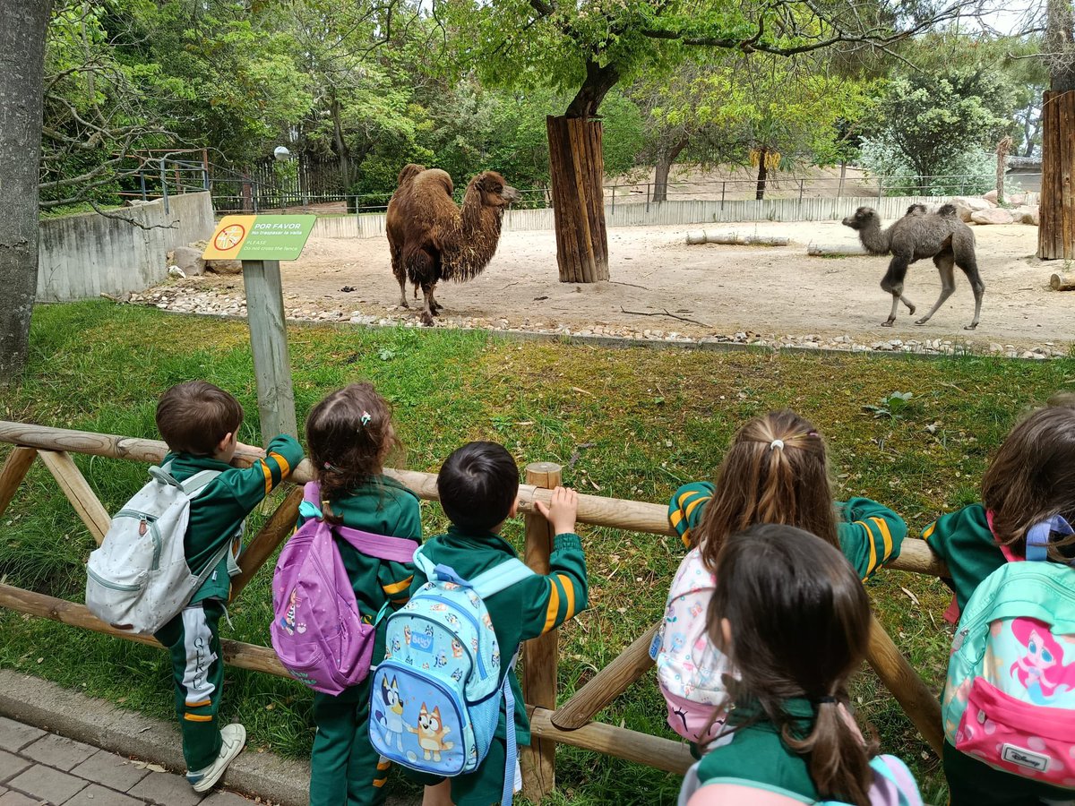 ColegioQuercus's tweet image. Los peques de 3 años visitan el Zoo de Madrid.

Muy de cerca, se han adentrado en la sabana africana como introducción a su nuevo proyecto basado en este ecosistema.

#ColegioQuercus #EducaciónInfantil #ZooMadrid #ABP #ColesMadrid #BoadillaDelMonte