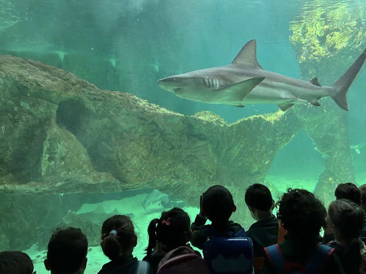 ColegioQuercus's tweet image. Los peques de 3 años visitan el Zoo de Madrid.

Muy de cerca, se han adentrado en la sabana africana como introducción a su nuevo proyecto basado en este ecosistema.

#ColegioQuercus #EducaciónInfantil #ZooMadrid #ABP #ColesMadrid #BoadillaDelMonte