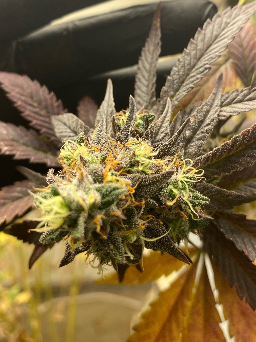 PPharms37769's tweet image. This one checks ✅ all the boxes for me . Loud nose, color, structure, roots almost instantly. Stains the palate with flavor. Bred  in house, cultivated in house #unicorn 🦄