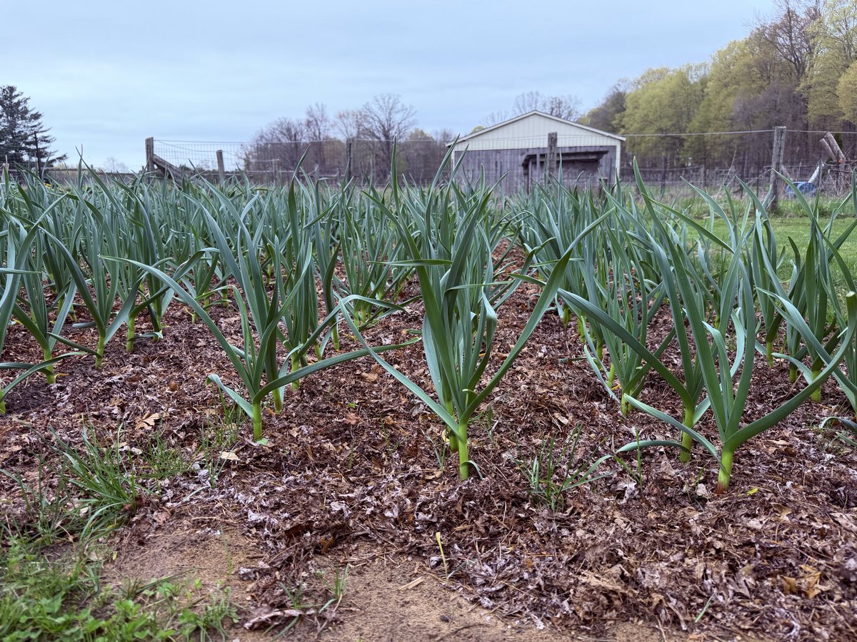 Mirovu Acres Farm tweet media