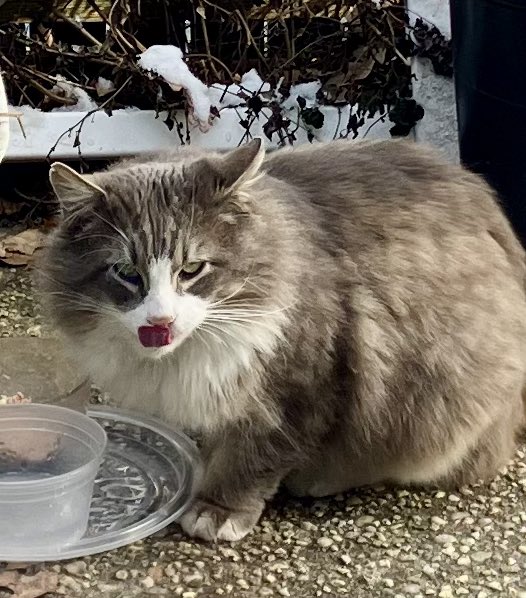 MariaRu33675557's tweet image. #TongueoutTuesday 😸👅