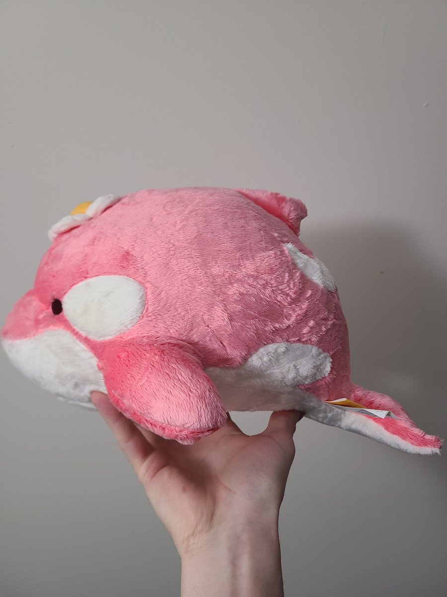 The plushie is smaller then I thought, but its very dense and well made! Sad I didn't get a signed card though.... ;-; #shachimu