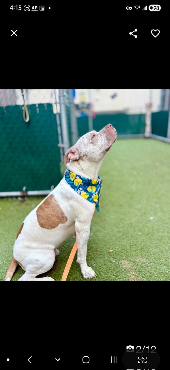 MyBoxerLuvMac1's tweet image. 💔Pebbles💔
#NYCACC #249085 3y
▪️Kill Command 
#RescueOnly

Precious sweetie's💔, arrived stray, found @ 125th st.
Intensely fearful, tail tucked, trembling.
Allows v minimal handling.
Who knows all this beautiful, scared darling's endured!
Needs loving, Kids 13+, adult only, exp