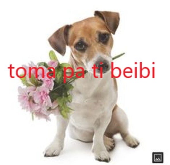 acervodoguinhos's tweet photo. https://t.co/QJcbM5mvTf