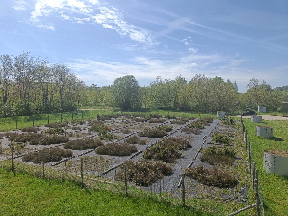 LabRajeev's tweet image. At ECOTRON, the impressive, state-of-the-art research infrastructure for controlled climate experiments of @uhasselt 
Huge opportunities to study the impact of climate and climate change on ecosystem functioning! 
#HogeKempenNationalPark #climatechange 

uhasselt.be/en/instituten-…