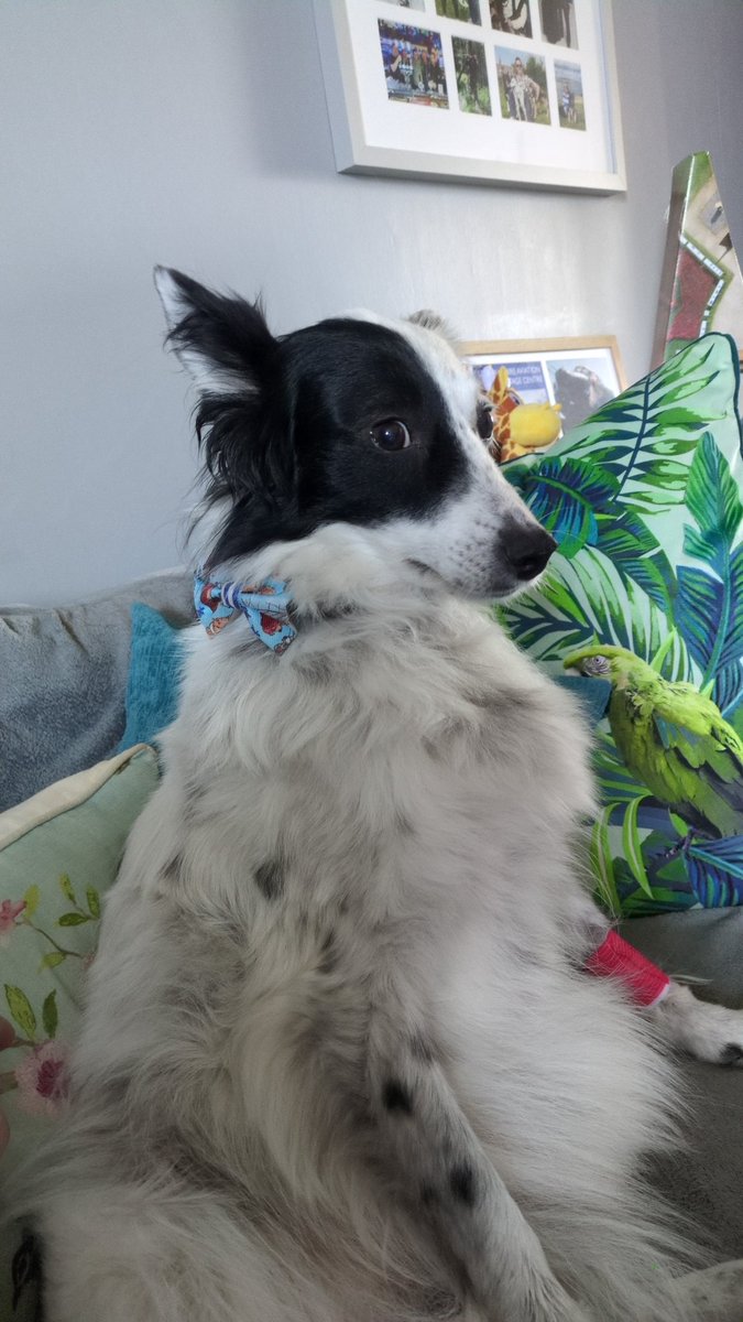 CandiPoppy's tweet photo. Back from the vets after a dental clean and polish, still feeling spaced out and not with it. Hoomum says I have to go back on Friday as they think they may have heard a heart murmur while I was asleep. https://t.co/DSEk2AZcIH