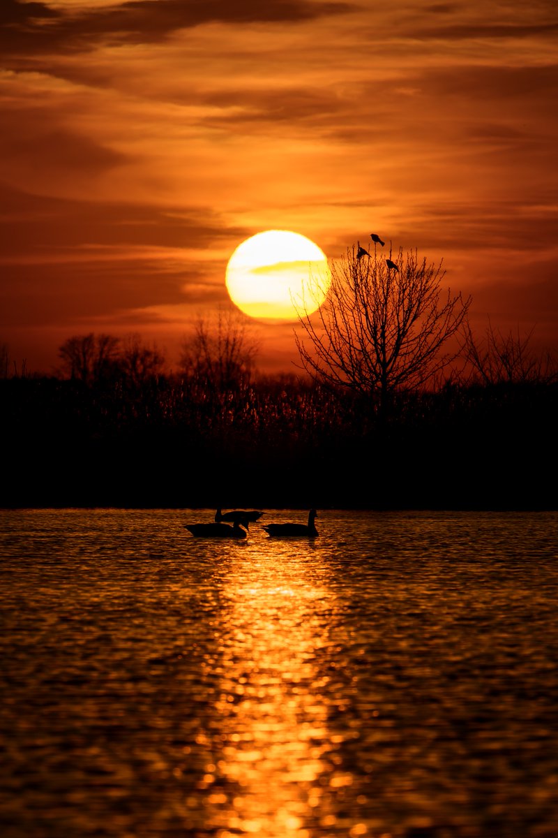 WillCoForests's tweet image. You never know what you’ll catch at sunset. Sometimes it’s not just the view, but a few wildlife friends like Canada geese taking it all in right alongside you.

 📸:Ravi Prasad

#Sunsets #CanadaGeese #WillCoForests