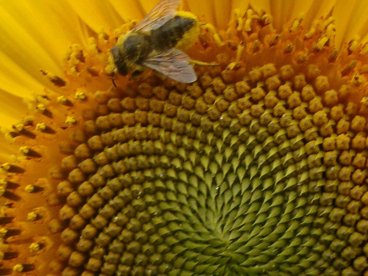 cosmicfirepeace's tweet image. l've gardened, farmed, organic market garden and tree planted, 40 years, never used #roundup once ... biodiversity is the key ... Not ROUNDUP Ready Seeds, RR are genetically modified crops engineered by Monsanto (now #Bayer) to withstand the #herbicide #glyphosate ...