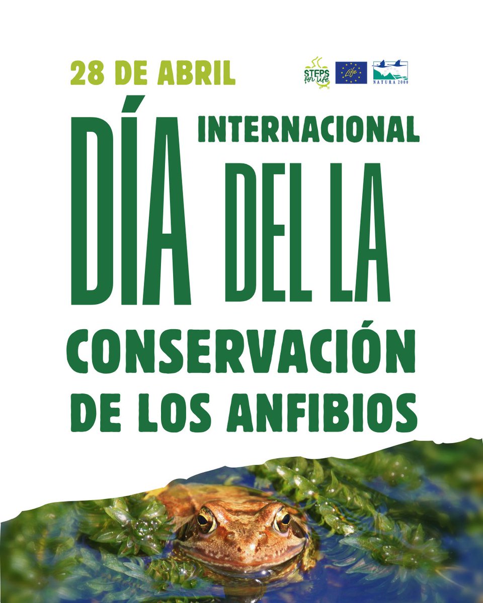 StepsforLIFE2's tweet photo. 🐸 Día Internacional de la Conservación de los Anfibios
Indicadores clave de la salud del ecosistema y muy sensibles al cambio ambiental.
🐸 Amphibians are key bioindicators.
#StepsForLIFE #Biodiversidad https://t.co/5Rt5X7gS8n