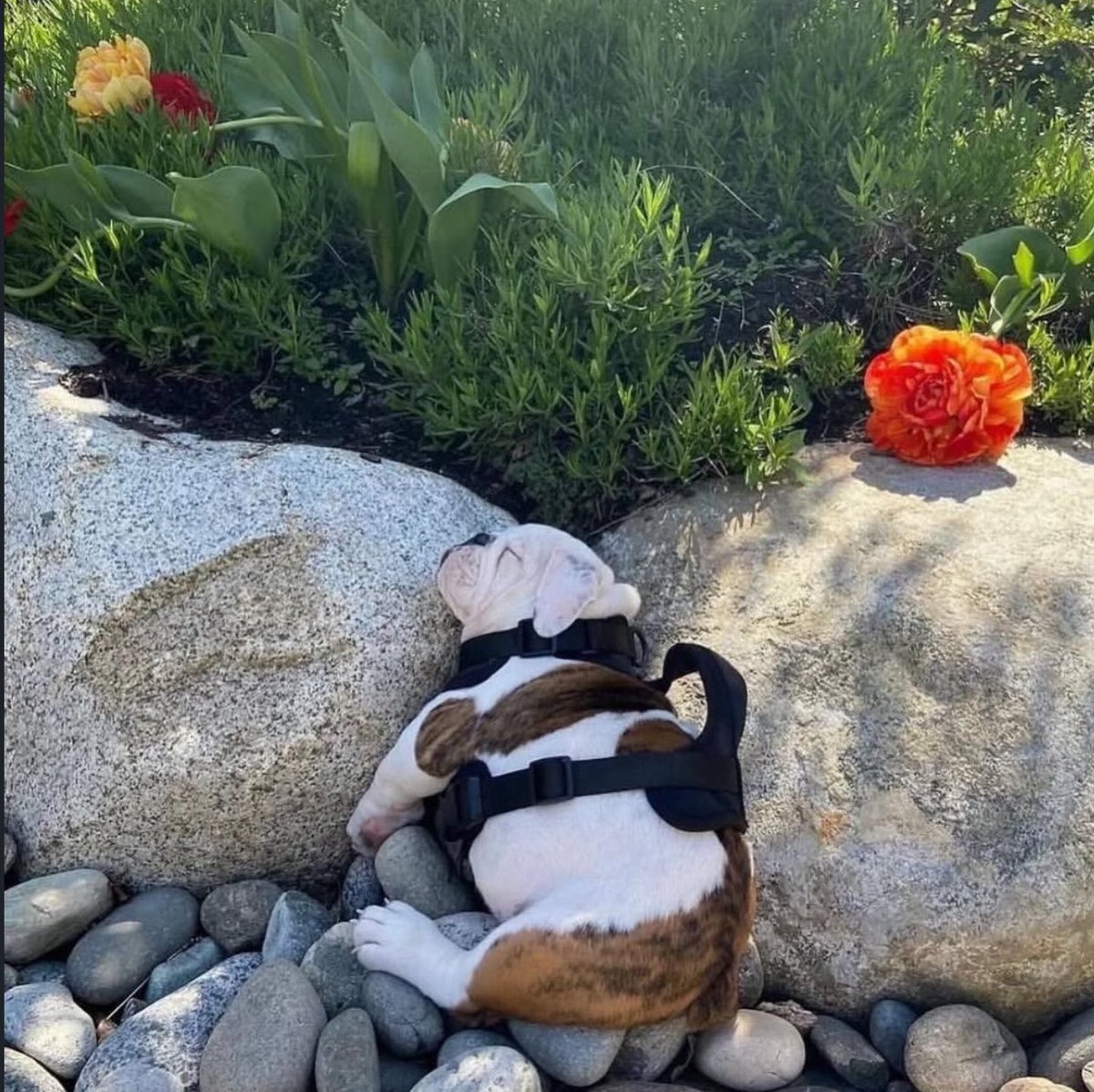 paperparrot_'s tweet photo. Meet Winston, when he went for his first ever walk he didn’t forget to take his first ever mid-walk nap too…  Cutest thing ever ? https://t.co/7sos6uiZ5G