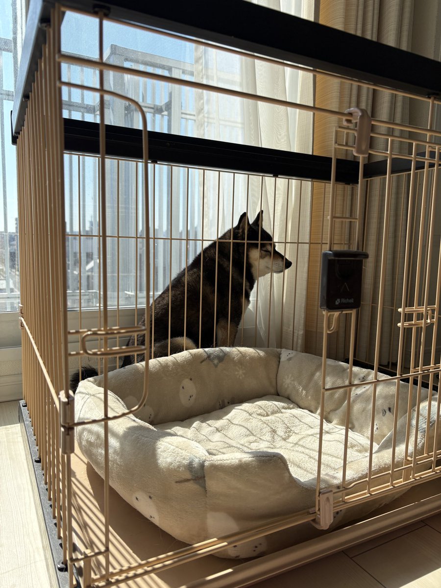 あず花｜おかーぽん tweet media