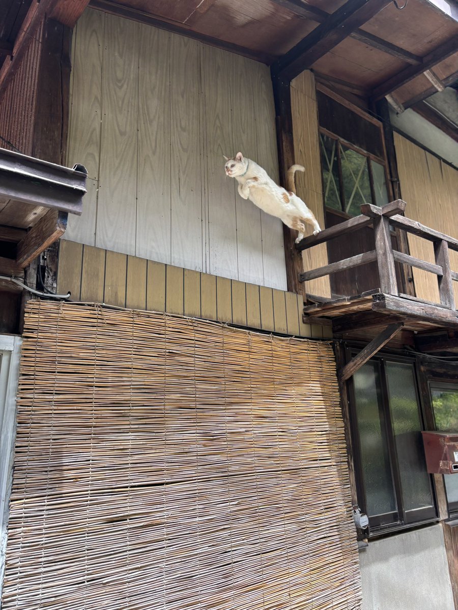 猫が跳んでる図