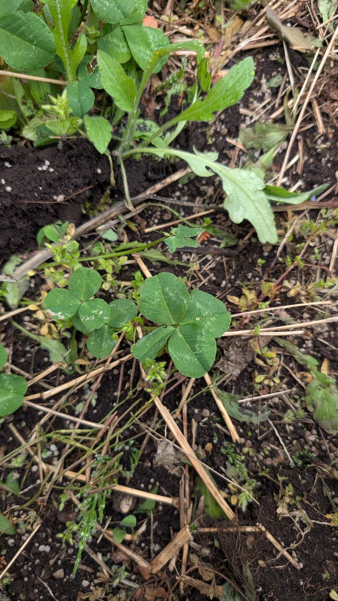 ゴン太凹 tweet media