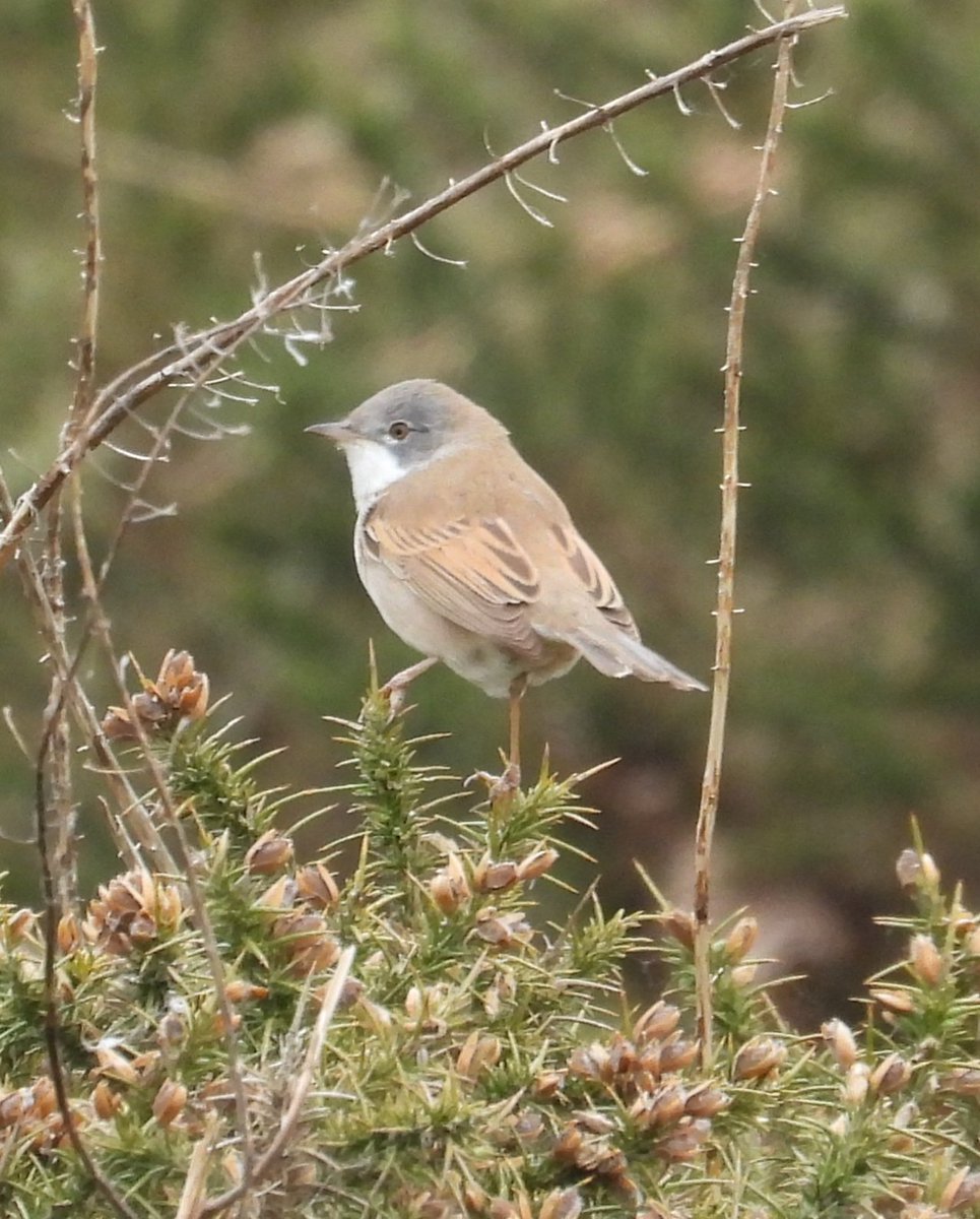 Mark32729033's tweet image. A trip up halkyn Mountain looking for whinchat today. Wasn't lucky this time but still some good birds up there📸😊 #northwales