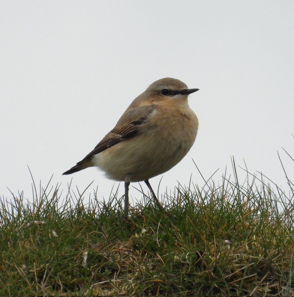 Mark32729033's tweet image. A trip up halkyn Mountain looking for whinchat today. Wasn't lucky this time but still some good birds up there📸😊 #northwales