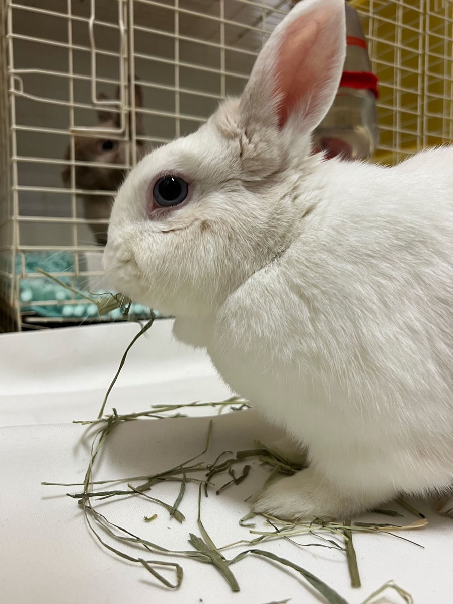 kokoro_info's tweet image. [うさぎラブWe love bunny]かぼすくん「牧草をたくさん食べて、華麗に飛びながら走り回ってます。」#うさぎ #bunny #usagi #pet #rabbit kokousa.jp/welovebunny/al…