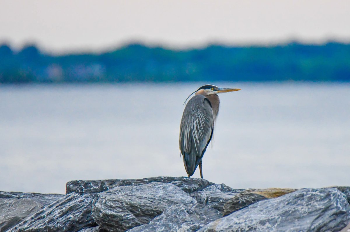 ByTheBayPhotos's tweet image. Sunset with the Great Blue Heron.  

#ChesapeakeBay #AnneArundel #Maryland #Sunset #Birding