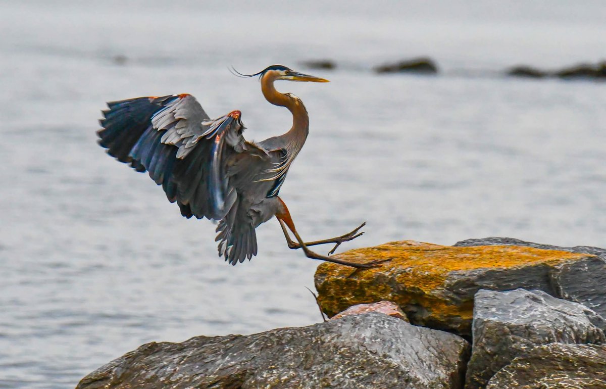 ByTheBayPhotos's tweet image. Sunset with the Great Blue Heron.  

#ChesapeakeBay #AnneArundel #Maryland #Sunset #Birding