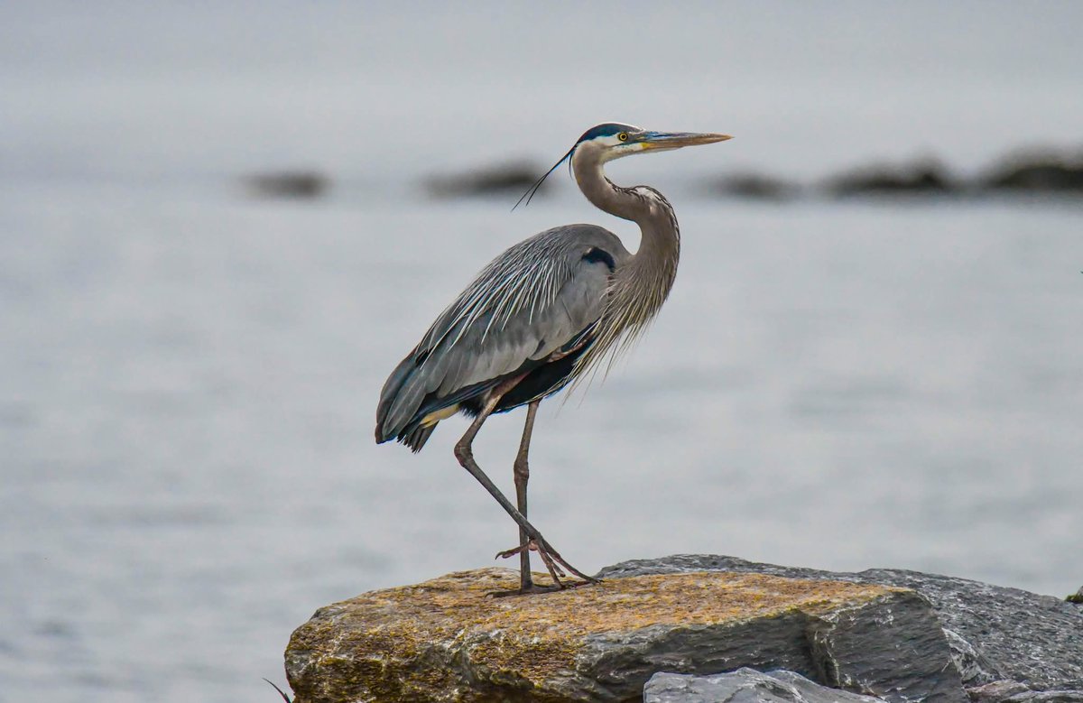 ByTheBayPhotos's tweet image. Sunset with the Great Blue Heron.  

#ChesapeakeBay #AnneArundel #Maryland #Sunset #Birding