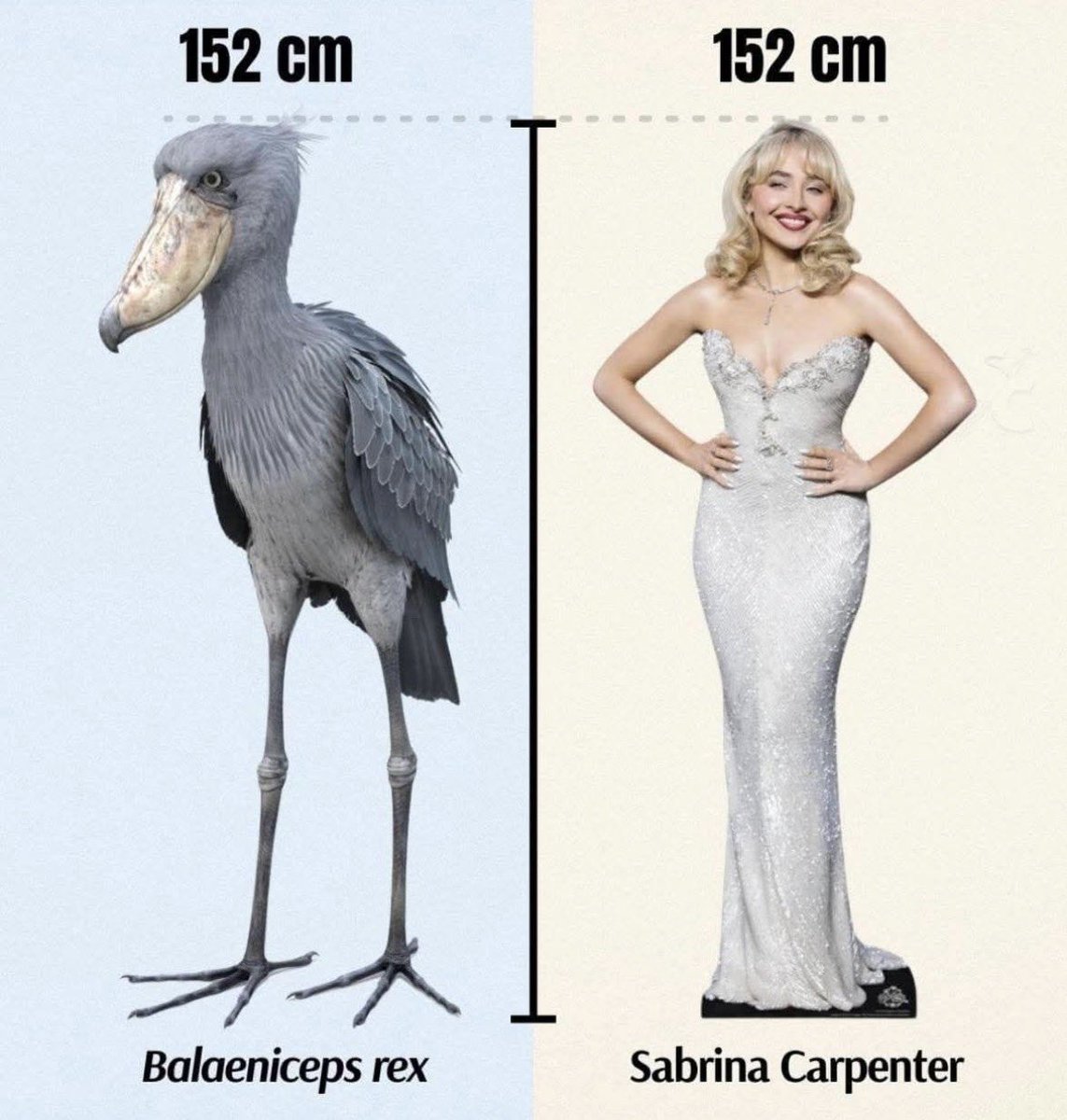 Respectful Memes (@respectfulmemes) on Twitter photo 