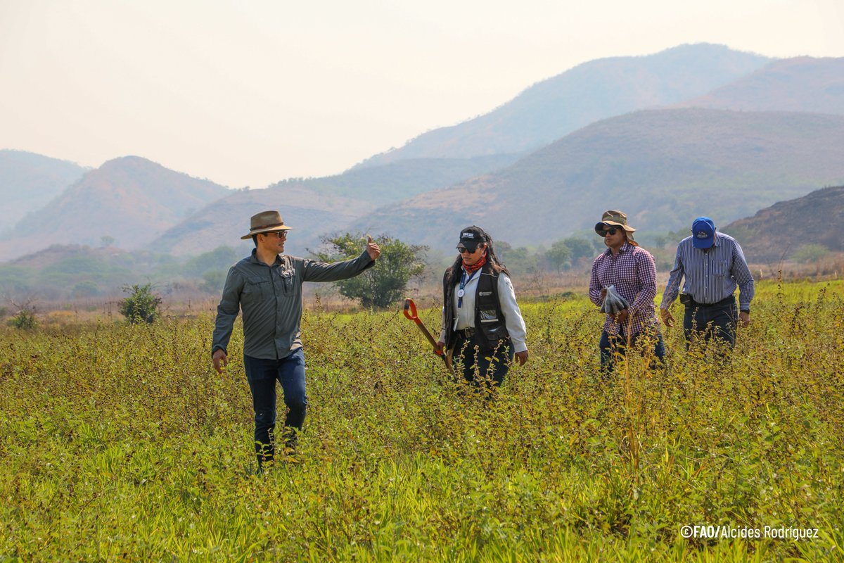 FAOHonduras's tweet photo. Esta tecnología es clave para: 
✅ Entender la interacción suelo-atmósfera en el Corredor Seco. 
✅ Fortalecer modelos de predicción climática (El Niño/La Niña). 
✅ Mejorar la toma de decisiones en los campos de producción nacional. 🚜🌽 https://t.co/Gr9cZncdl5