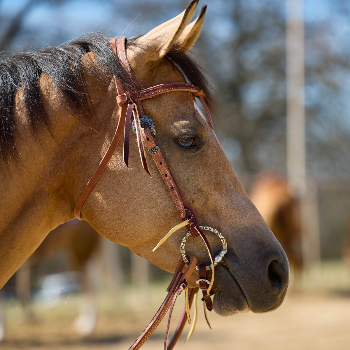 NRSworld's tweet photo. Find everything you need for your spring refresh at NRS.

Shop new NRS Tack in stores and online: https://t.co/XsSJZ1l2qQ

#NRSWorld #AllThingsWestern https://t.co/kXyRkRslx6