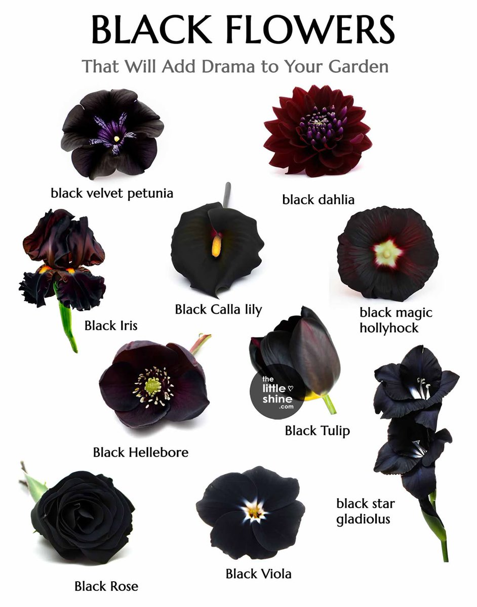 Black. (@blackdreamvibes) on Twitter photo 