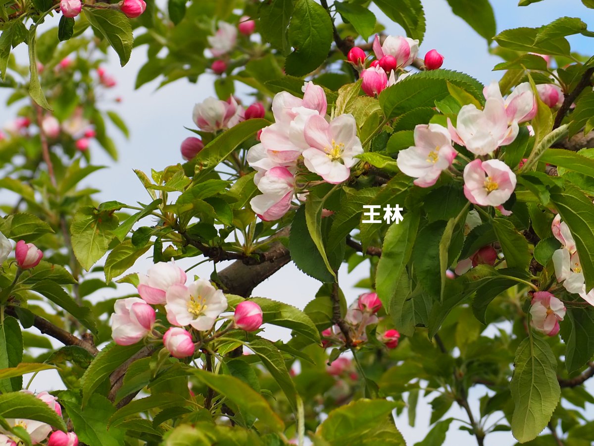 りんご公園 tweet media
