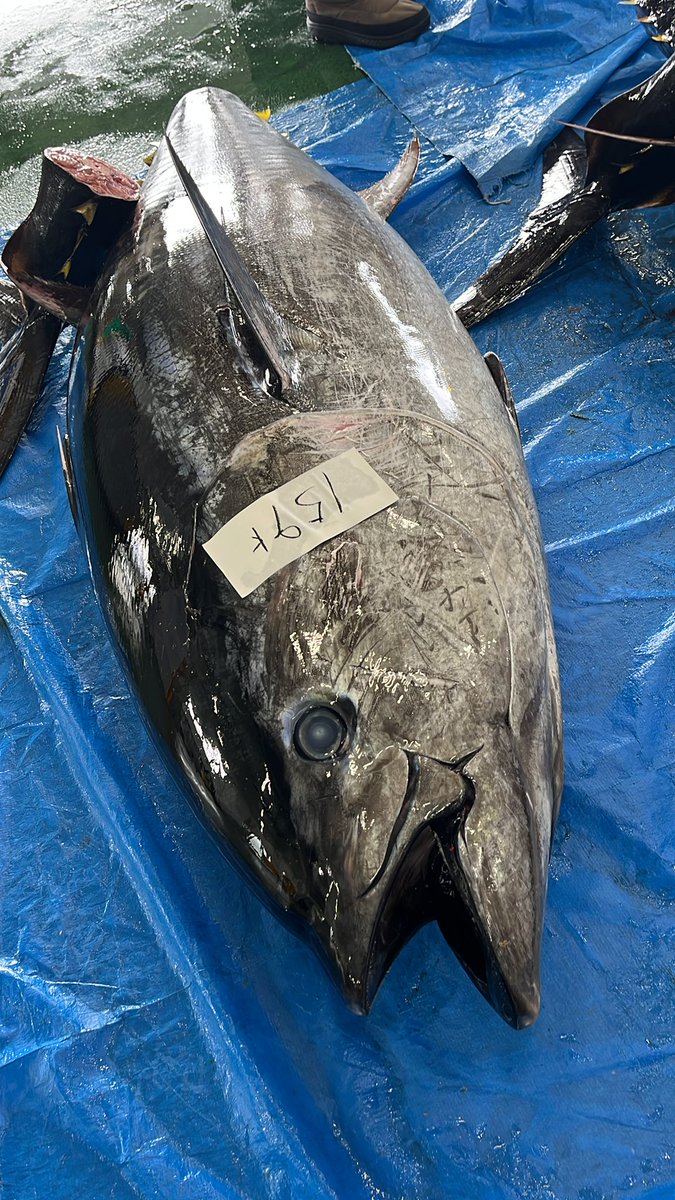 石川県のお魚 tweet media