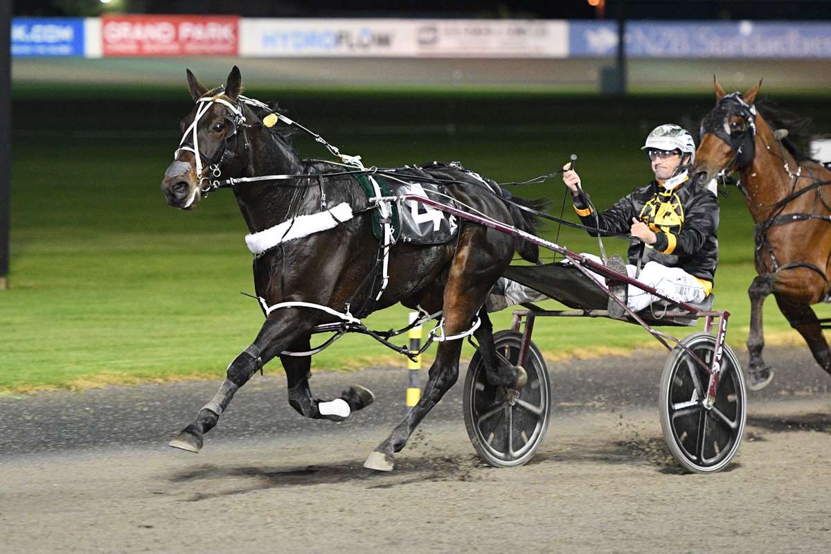 NZB Standardbred tweet media