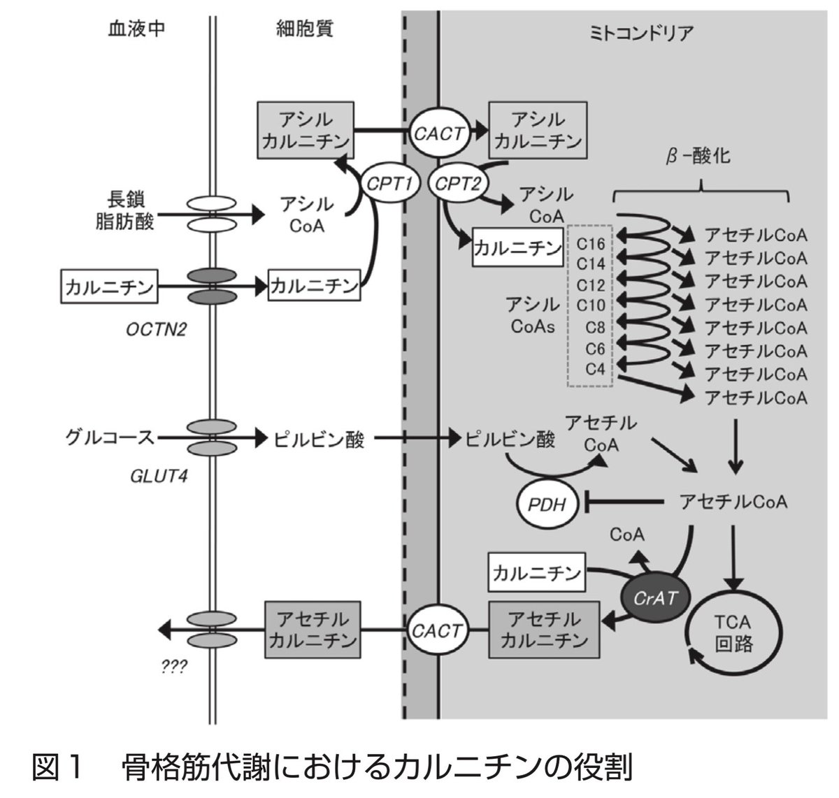 ぽん🍯 tweet media