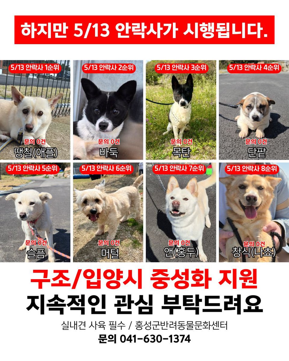 5/13 안락사🚨홍성 반려동물문화센터 입양 홍보 tweet media