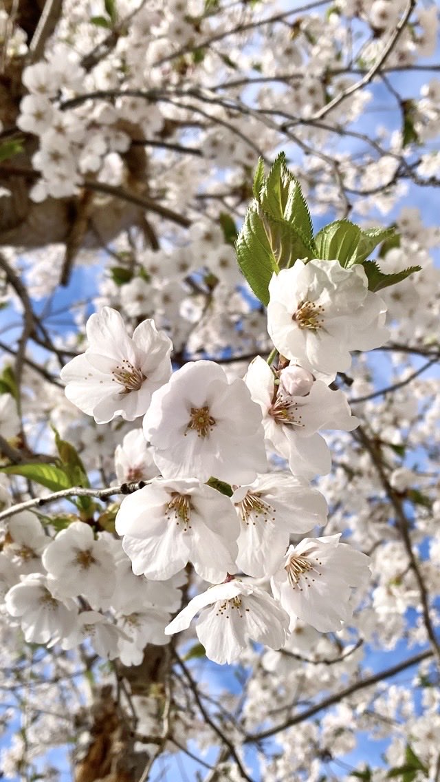 いっく❣️*･゜ﾟ･*:.｡..｡.:*･' tweet media