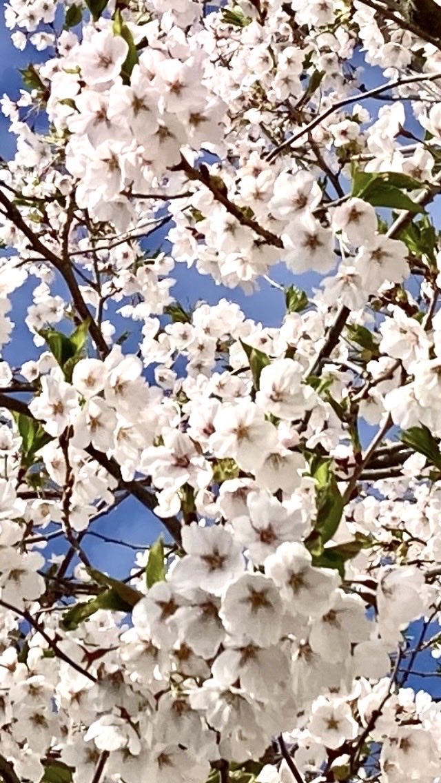 いっく❣️*･゜ﾟ･*:.｡..｡.:*･' tweet media