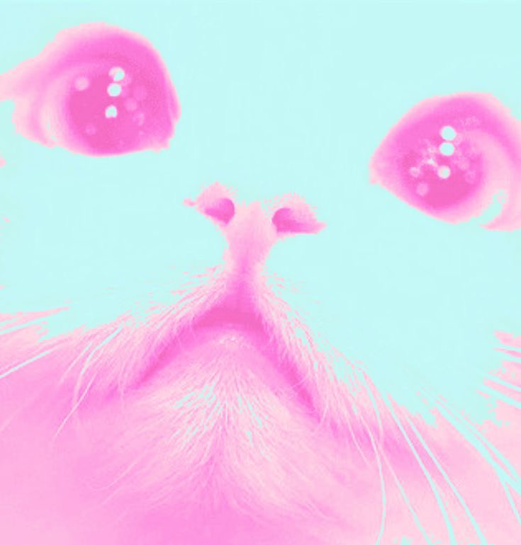 ᭝ ᨳଓ ՟ mizi of #shedtwt 🪽 tweet media