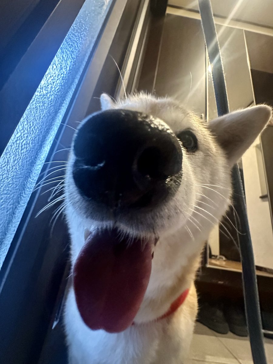 saillin29's tweet photo. 柴犬が可愛い過ぎて飼おうか悩んでる方、覚悟してください。柴犬の鼻は眠い時以外はテカテカのべっちゃべちゃです🐽

#柴犬 #柴犬のいる暮らし #shibainu https://t.co/PpaYvRkA1R