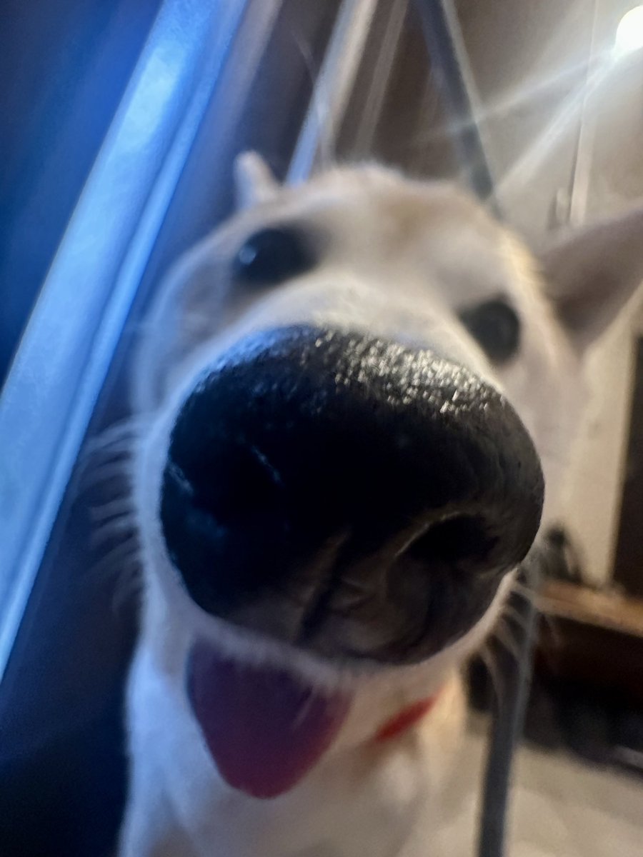 saillin29's tweet photo. 柴犬が可愛い過ぎて飼おうか悩んでる方、覚悟してください。柴犬の鼻は眠い時以外はテカテカのべっちゃべちゃです🐽

#柴犬 #柴犬のいる暮らし #shibainu https://t.co/PpaYvRkA1R