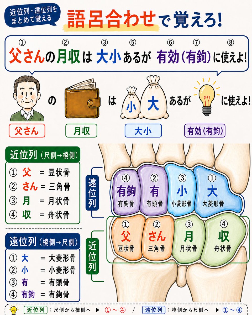 町田 志樹🧠日本一分かりやすい解剖学・筋触先生🫀 tweet media