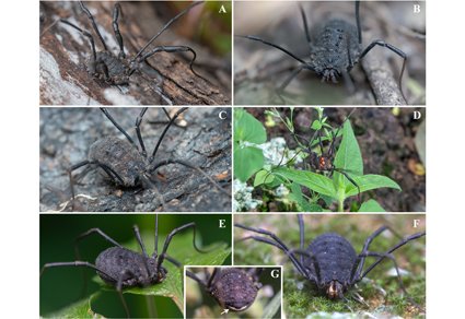 Zootaxa's tweet photo. From the monotypic to the diverse: three #newspecies of #Diguetinus Roewer, 1912 (#Opiliones, #Eupnoi, #Globipedidae) from #Mexico
#taxonomy
https://t.co/BGzOLmbKS7 https://t.co/pYr7h83qHX