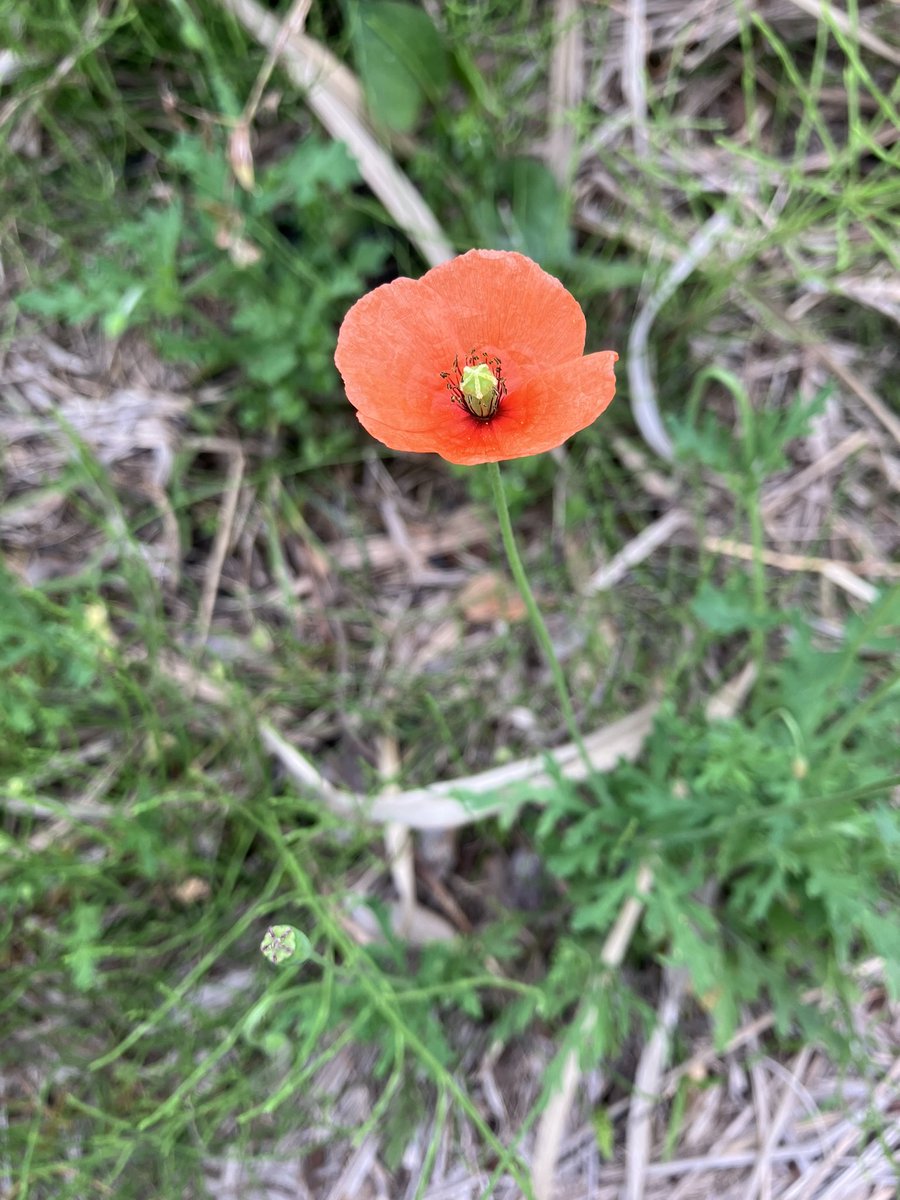 寒緋桜 tweet media