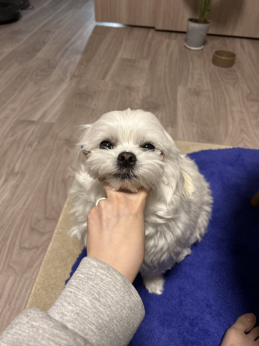 社会のストレスに効く犬 (@ofu_ofu__) on Twitter photo 