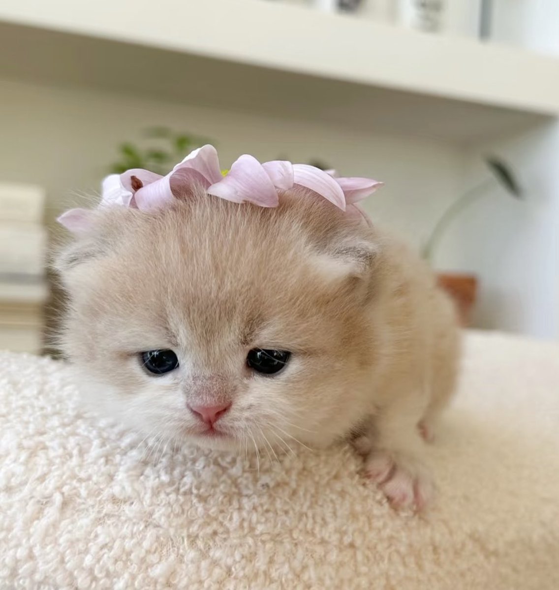 kairuuu🦉🌻 tweet media