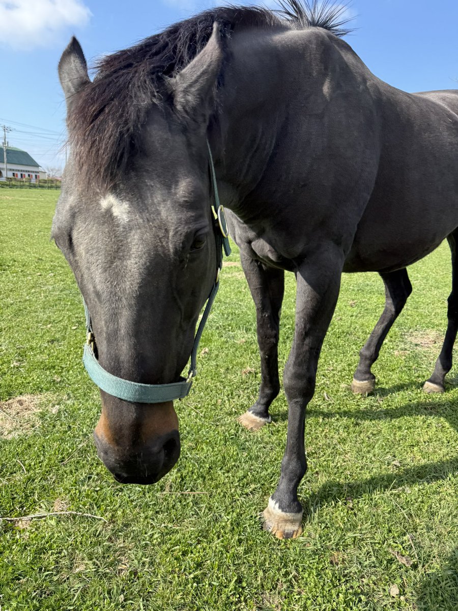 富菜牧場 tweet media