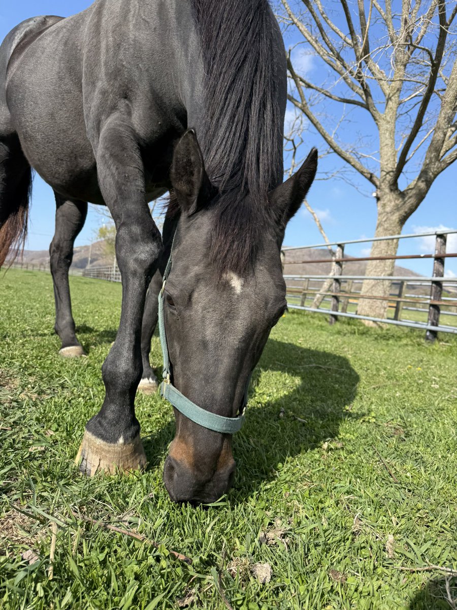 富菜牧場 tweet media