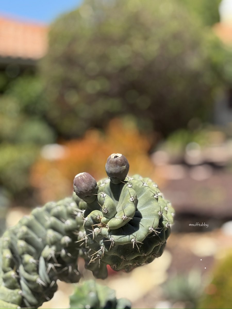 こんにちは。
時々出かける植物園の近くに多肉さんだけのお庭のおうちがあります。
変わったサボテンのてっぺんにつぼみがついていたのでお願いして写させていただきました。
まるで昆虫か、こぶのある動物の顔にも見えます。かわいい。
#CereusForbesii  #TornadoCactus #SpiralCactus