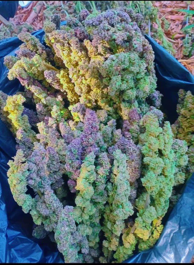 Zen Garden Weed tweet media