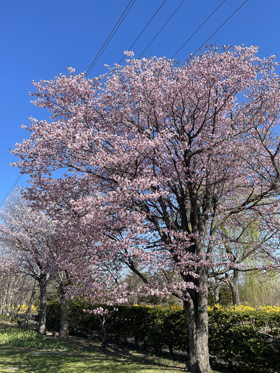 kayaka703's tweet photo. 待ってました✨

平岡樹芸センター今日から✨
まだ桜散ってない(T ^ T)

♯平岡樹芸センター https://t.co/3fuwBArCSp