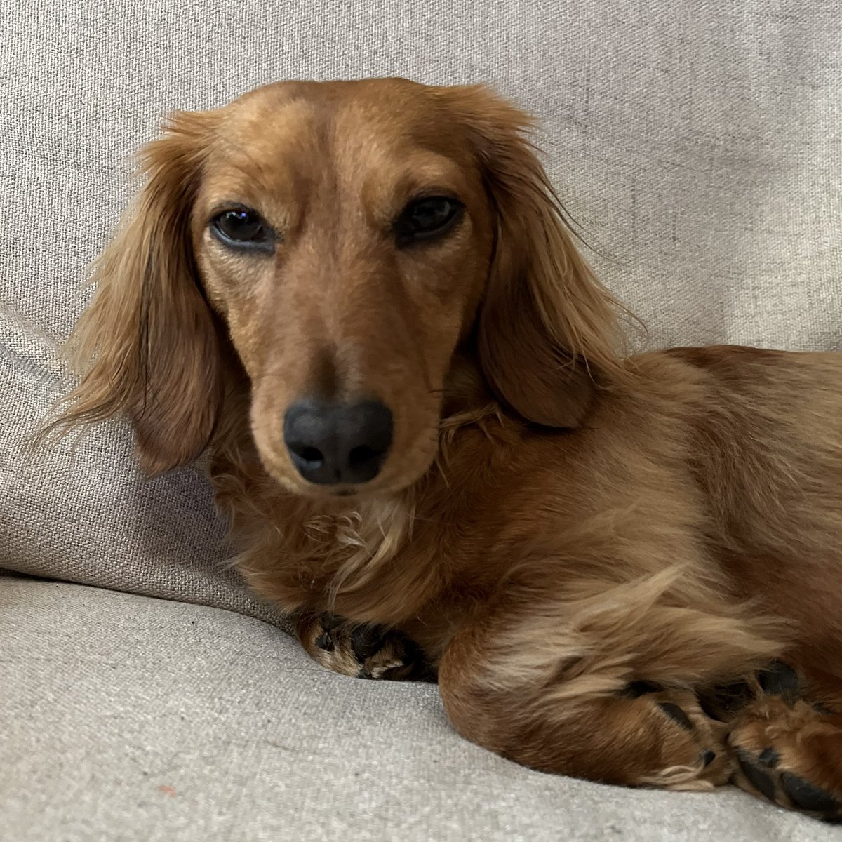 CWaters62's tweet photo. @jissunboshi96 Jane Austen the Miniature Dachshund  ❤️ ❤️ ❤️ it https://t.co/mGwOzOYHIH