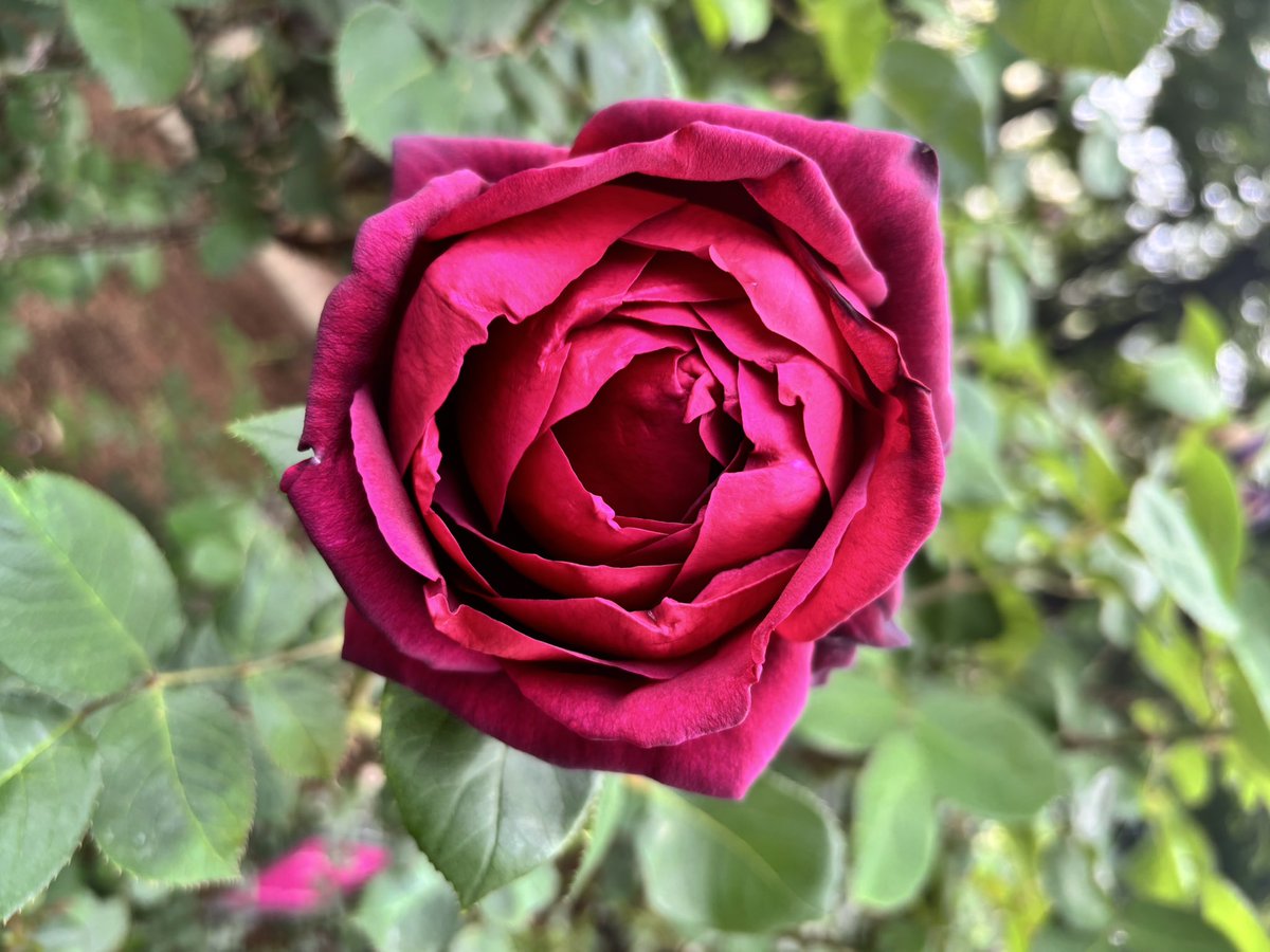 利央🐻‍❄️ tweet media